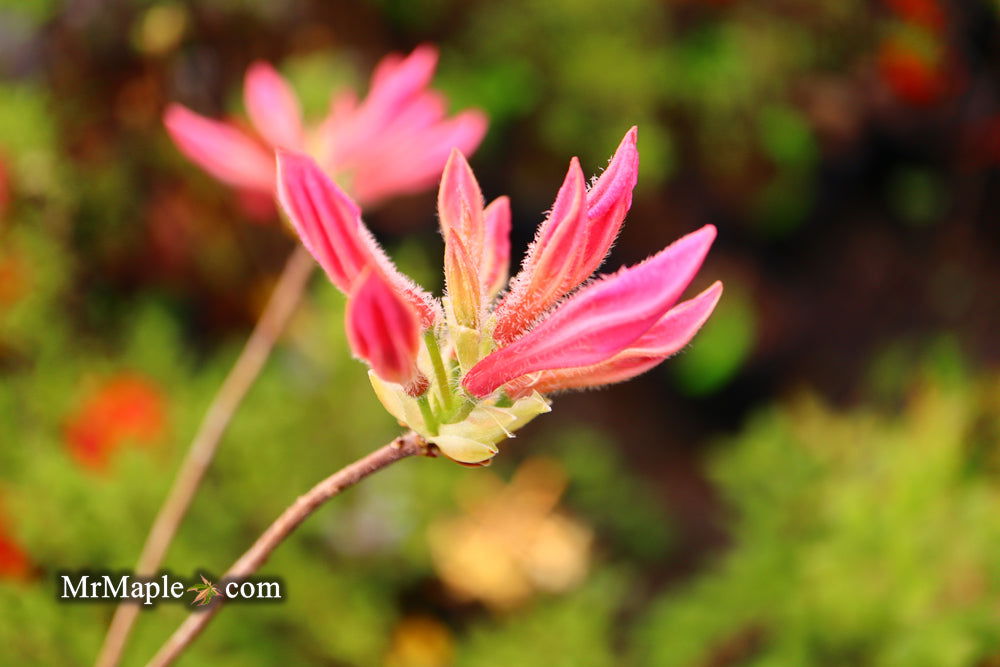 - Azalea 'Rosy Lights’ Pink Flowers Deciduous Azalea - Mr Maple │ Buy Japanese Maple Trees