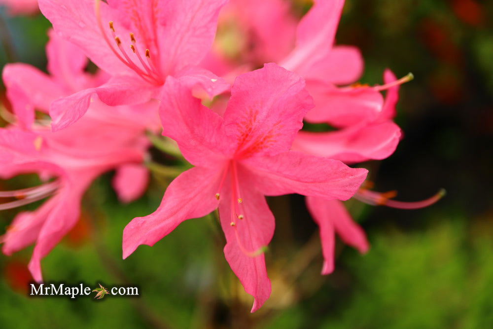 - Azalea 'Rosy Lights’ Pink Flowers Deciduous Azalea - Mr Maple │ Buy Japanese Maple Trees