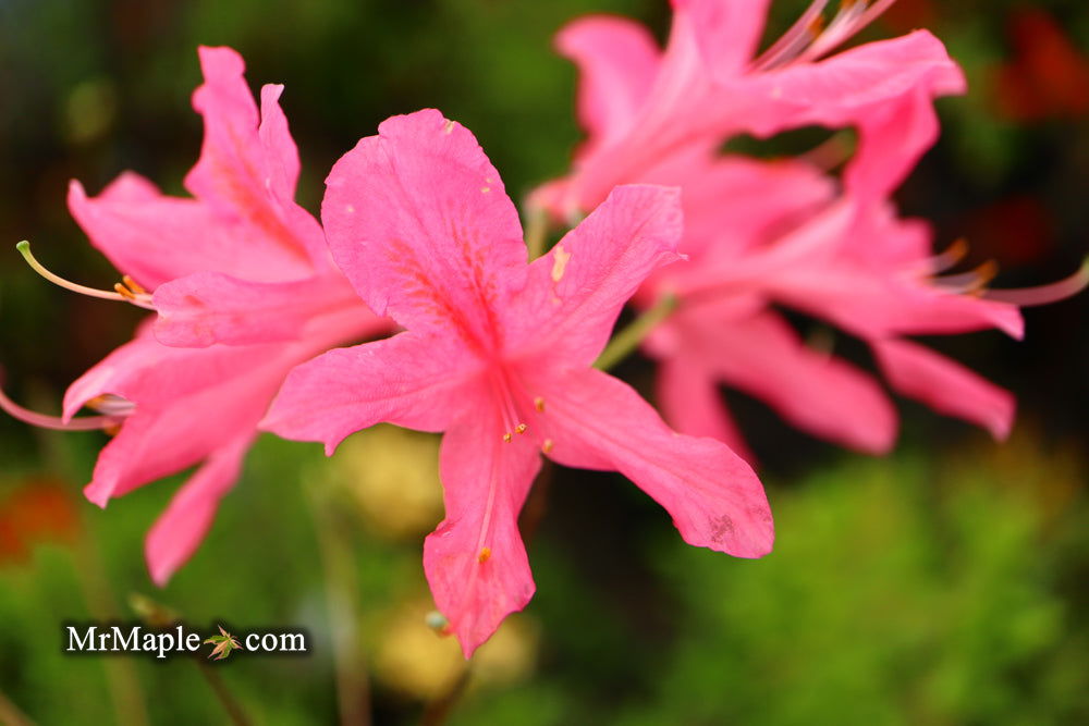 - Azalea 'Rosy Lights’ Pink Flowers Deciduous Azalea - Mr Maple │ Buy Japanese Maple Trees