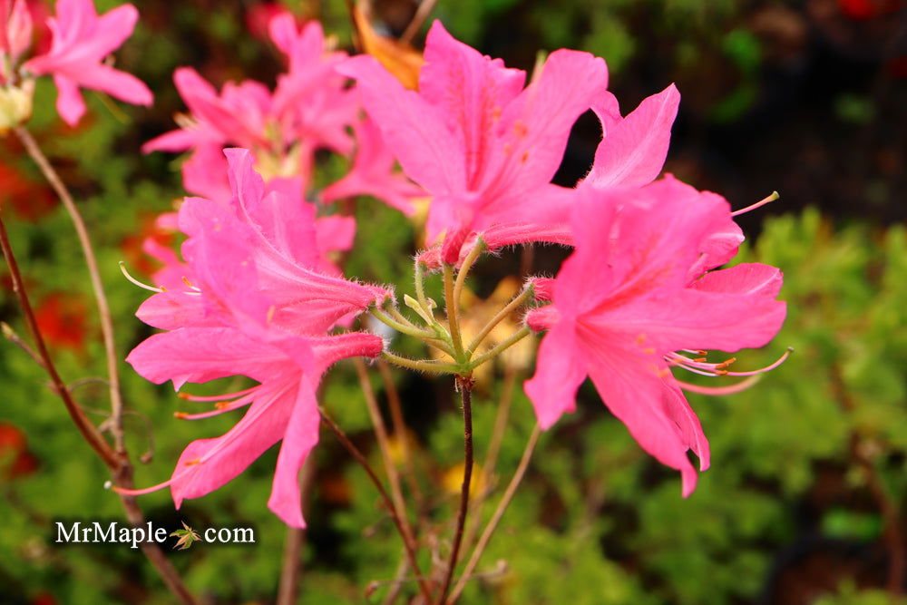 - Azalea 'Rosy Lights’ Pink Flowers Deciduous Azalea - Mr Maple │ Buy Japanese Maple Trees