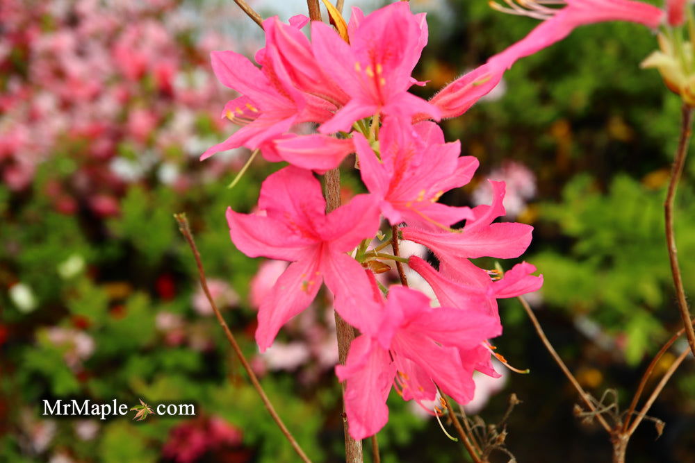 - Azalea 'Rosy Lights’ Pink Flowers Deciduous Azalea - Mr Maple │ Buy Japanese Maple Trees