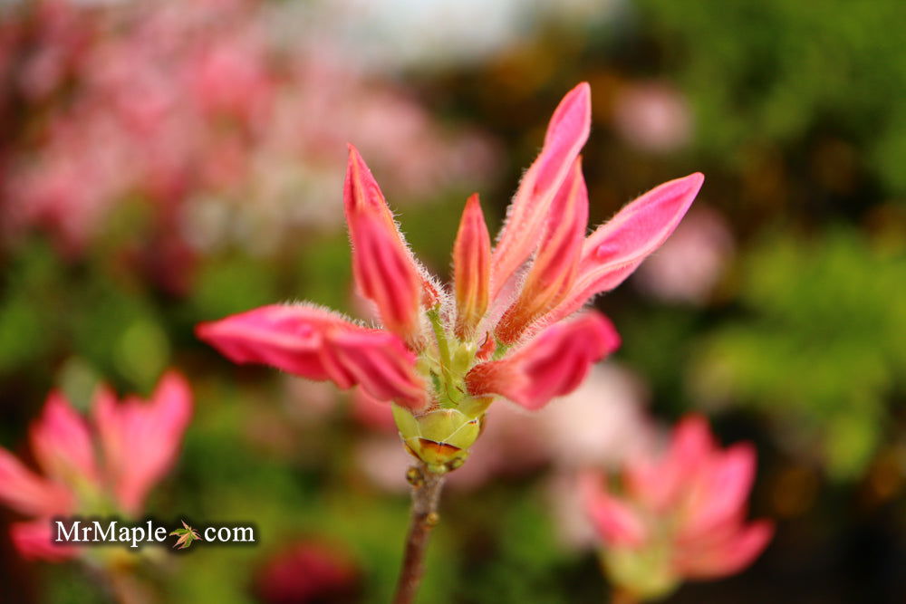 - Azalea 'Rosy Lights’ Pink Flowers Deciduous Azalea - Mr Maple │ Buy Japanese Maple Trees