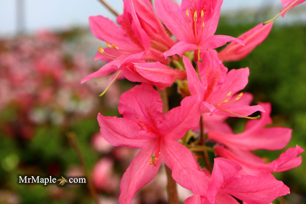 - Azalea 'Rosy Lights’ Pink Flowers Deciduous Azalea - Mr Maple │ Buy Japanese Maple Trees