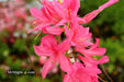 - Azalea 'Rosy Lights’ Pink Flowers Deciduous Azalea - Mr Maple │ Buy Japanese Maple Trees