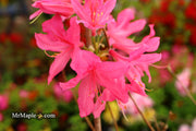 - Azalea 'Rosy Lights’ Pink Flowers Deciduous Azalea - Mr Maple │ Buy Japanese Maple Trees