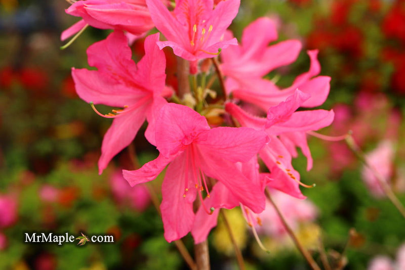 - Azalea 'Rosy Lights’ Pink Flowers Deciduous Azalea - Mr Maple │ Buy Japanese Maple Trees