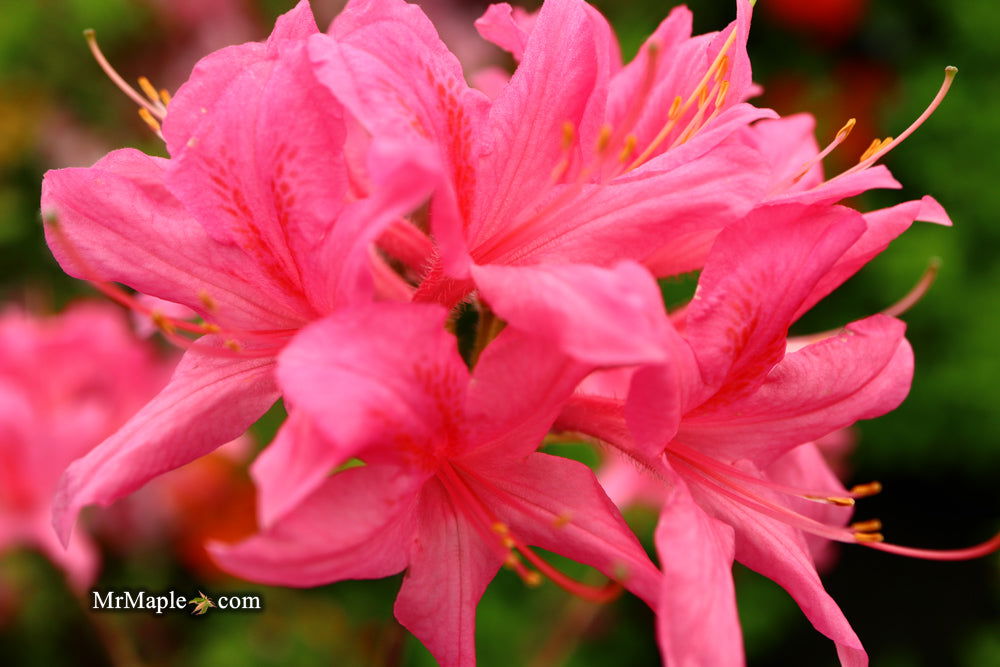 - Azalea 'Rosy Lights’ Pink Flowers Deciduous Azalea - Mr Maple │ Buy Japanese Maple Trees