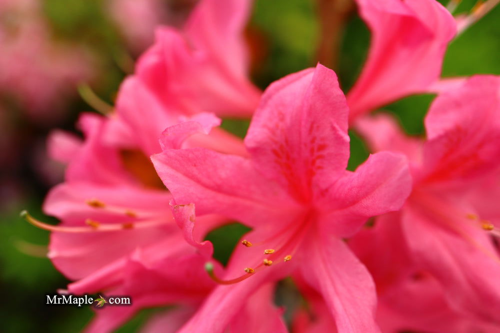 - Azalea 'Rosy Lights’ Pink Flowers Deciduous Azalea - Mr Maple │ Buy Japanese Maple Trees