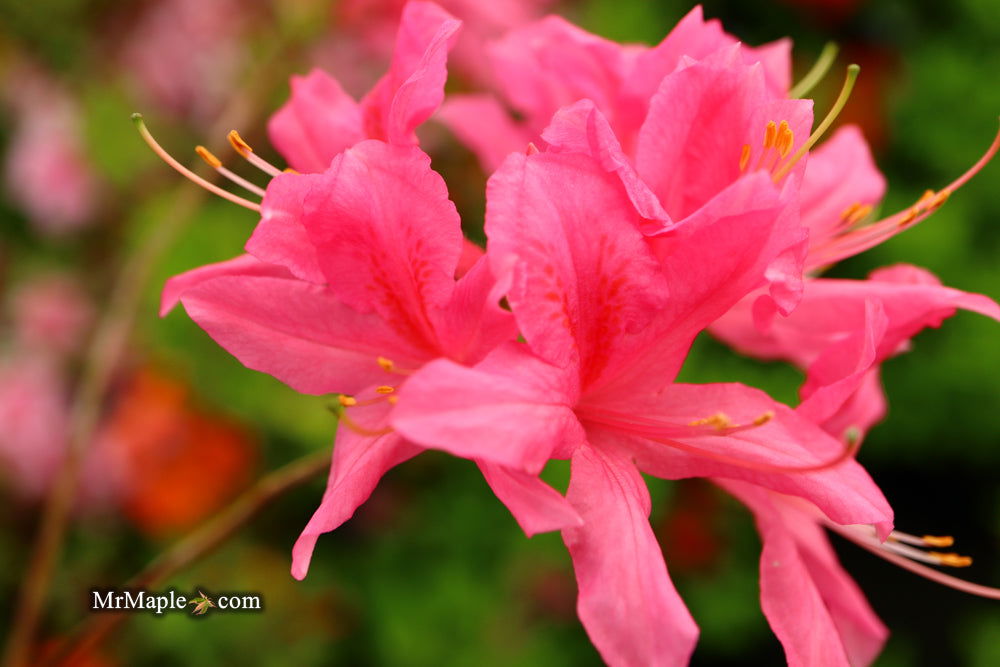 - Azalea 'Rosy Lights’ Pink Flowers Deciduous Azalea - Mr Maple │ Buy Japanese Maple Trees