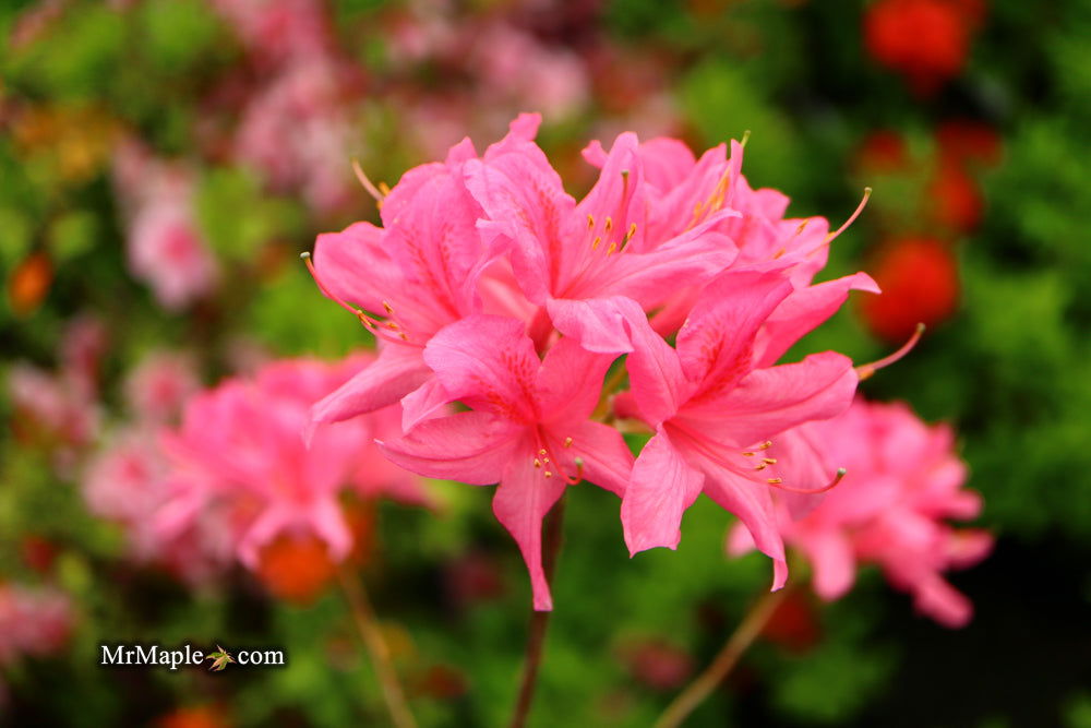 - Azalea 'Rosy Lights’ Pink Flowers Deciduous Azalea - Mr Maple │ Buy Japanese Maple Trees