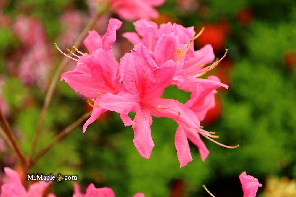 - Azalea 'Rosy Lights’ Pink Flowers Deciduous Azalea - Mr Maple │ Buy Japanese Maple Trees