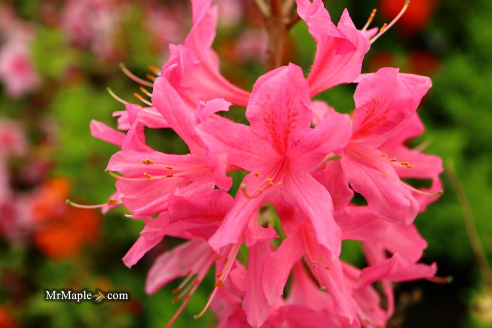 - Azalea 'Rosy Lights’ Pink Flowers Deciduous Azalea - Mr Maple │ Buy Japanese Maple Trees