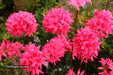 - Azalea 'Rosy Lights’ Pink Flowers Deciduous Azalea - Mr Maple │ Buy Japanese Maple Trees