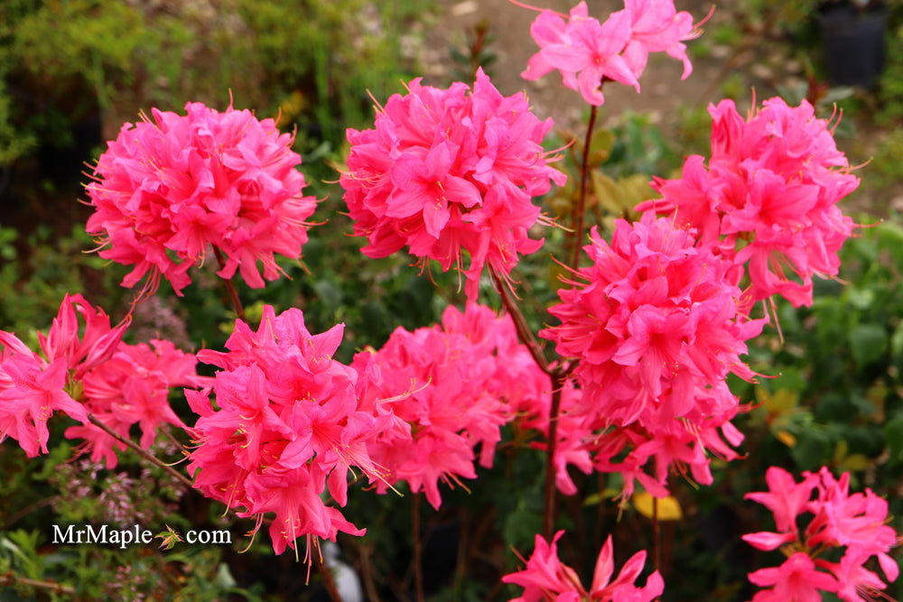 - Azalea 'Rosy Lights’ Pink Flowers Deciduous Azalea - Mr Maple │ Buy Japanese Maple Trees