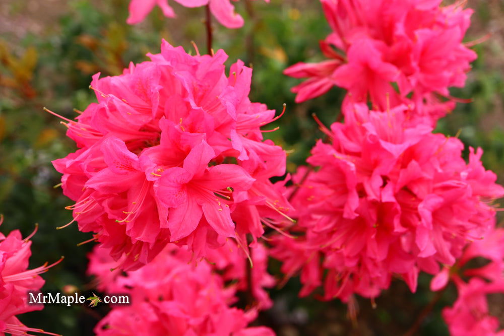 - Azalea 'Rosy Lights’ Pink Flowers Deciduous Azalea - Mr Maple │ Buy Japanese Maple Trees