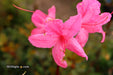 - Azalea 'Rosy Lights’ Pink Flowers Deciduous Azalea - Mr Maple │ Buy Japanese Maple Trees