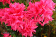 - Azalea 'Rosy Lights’ Pink Flowers Deciduous Azalea - Mr Maple │ Buy Japanese Maple Trees