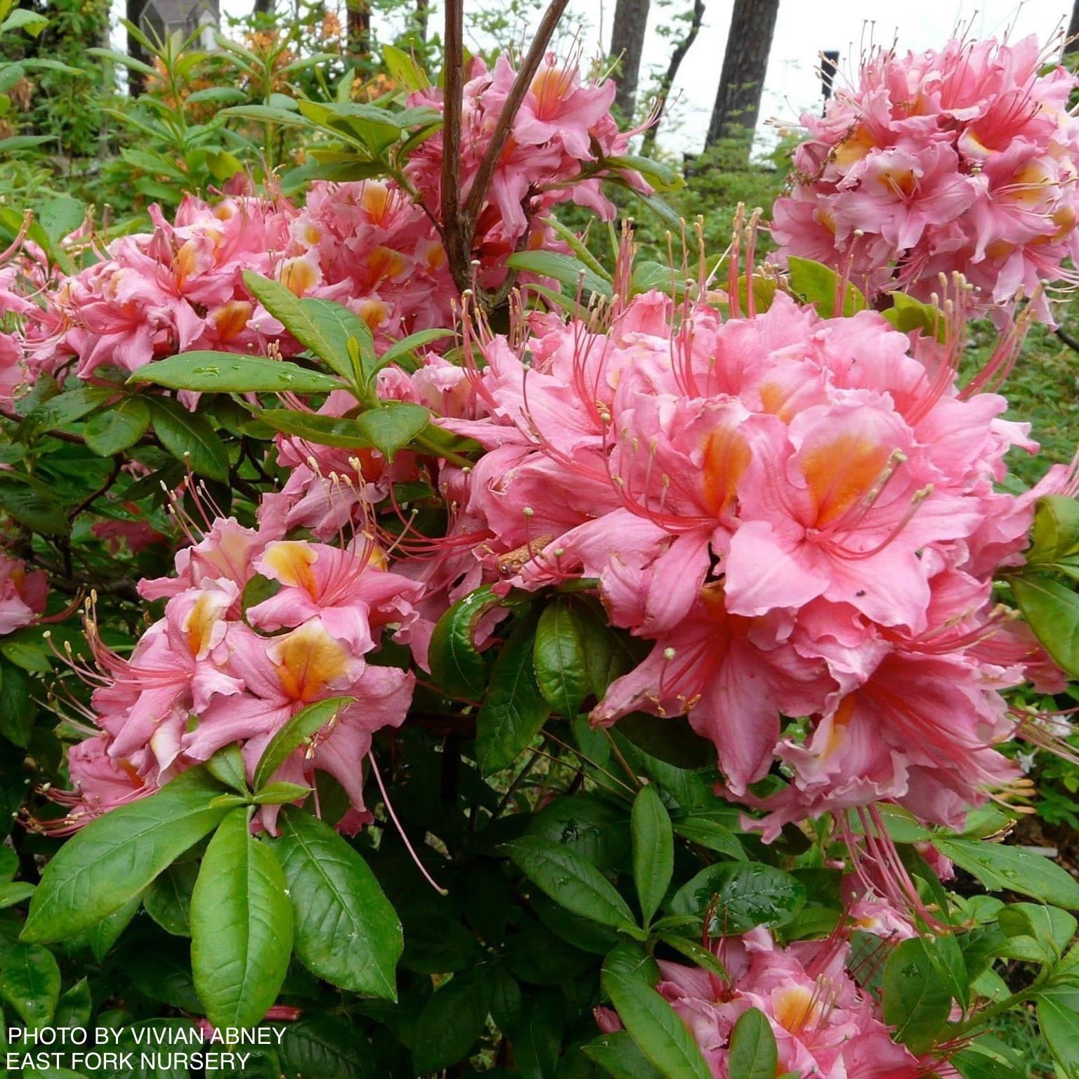 somabito ゼロジュエリー pink Azalea 'Samford Sorbet' Pink Flowers Native Azalea — Mr Maple