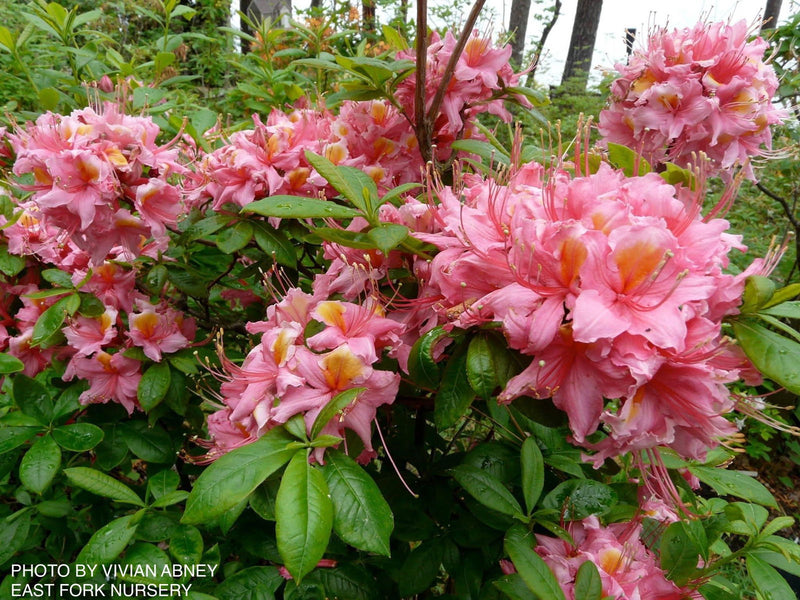 - Azalea 'Samford Sorbet’ Pink Native Azalea - Mr Maple │ Buy Japanese Maple Trees