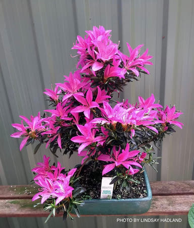 - Azalea 'Shiryu no homare’ Satsuki Azalea - Mr Maple │ Buy Japanese Maple Trees