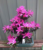 - Azalea 'Shiryu no homare’ Satsuki Azalea - Mr Maple │ Buy Japanese Maple Trees