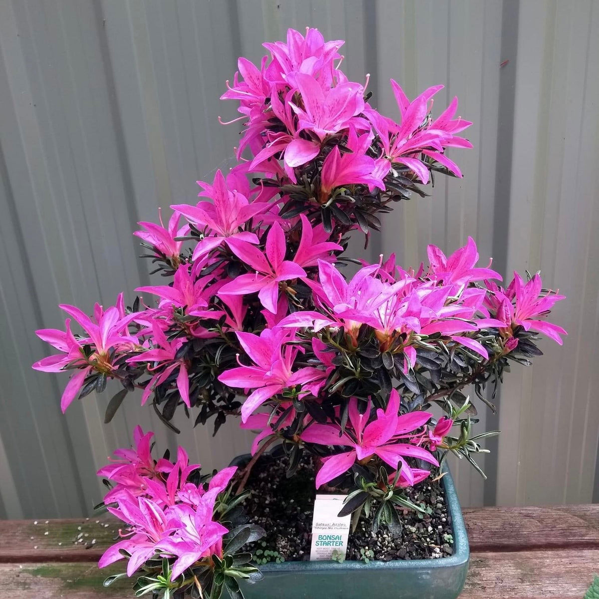 Buy Azalea 'Shiryu no homare’ Satsuki Azalea — Mr Maple │ Buy Japanese ...