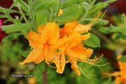 - Azalea 'Short Orange Field West’ Orange Flowers Deciduous Azalea - Mr Maple │ Buy Japanese Maple Trees