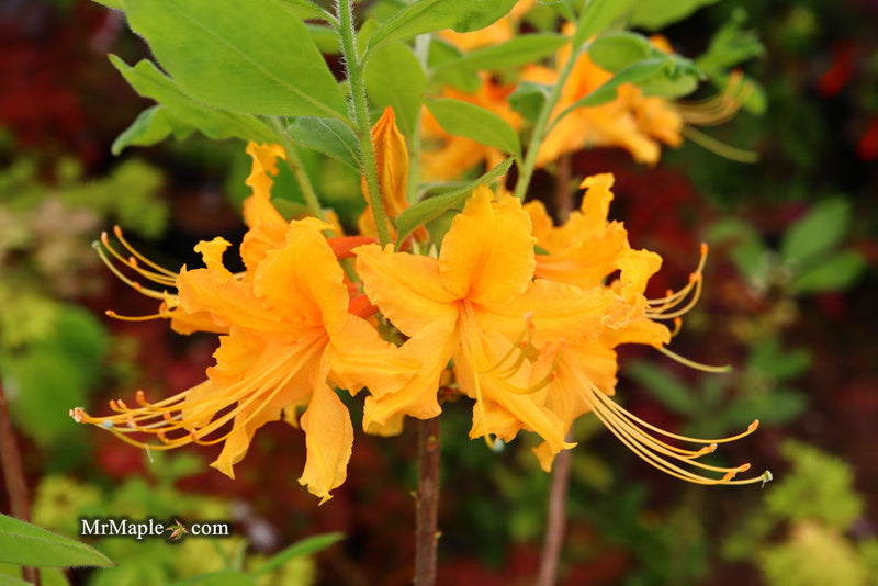 - Azalea 'Short Orange Field West’ Orange Flowers Deciduous Azalea - Mr Maple │ Buy Japanese Maple Trees
