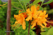 - Azalea 'Short Orange Field West’ Orange Flowers Deciduous Azalea - Mr Maple │ Buy Japanese Maple Trees