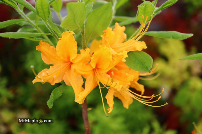 - Azalea 'Short Orange Field West’ Orange Flowers Deciduous Azalea - Mr Maple │ Buy Japanese Maple Trees
