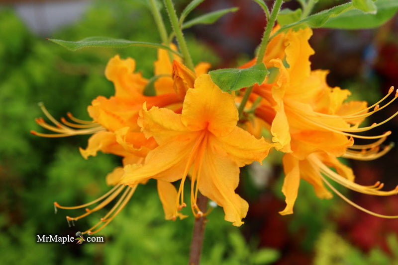 - Azalea 'Short Orange Field West’ Orange Flowers Deciduous Azalea - Mr Maple │ Buy Japanese Maple Trees