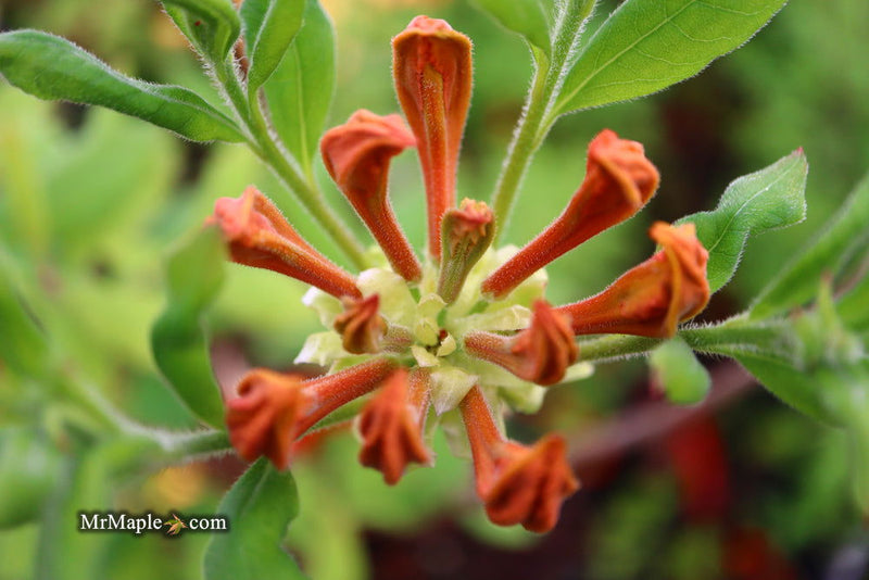 - Azalea 'Short Orange Field West’ Orange Flowers Deciduous Azalea - Mr Maple │ Buy Japanese Maple Trees