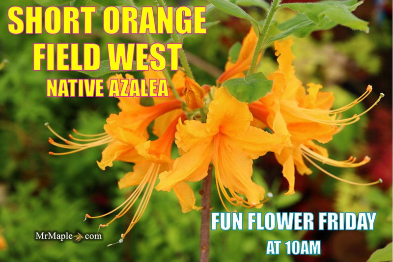 - Azalea 'Short Orange Field West’ Orange Flowers Deciduous Azalea - Mr Maple │ Buy Japanese Maple Trees