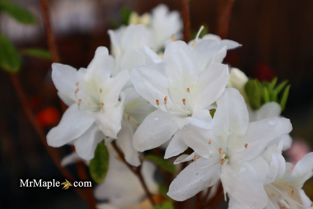 - Azalea 'Snow’ White Flowering Kurume Azalea - Mr Maple │ Buy Japanese Maple Trees
