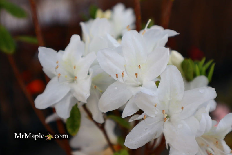 - Azalea 'Snow’ White Flowering Kurume Azalea - Mr Maple │ Buy Japanese Maple Trees