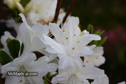 - Azalea 'Snow’ White Flowering Kurume Azalea - Mr Maple │ Buy Japanese Maple Trees