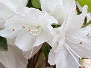 - Azalea 'Snow’ White Flowering Kurume Azalea - Mr Maple │ Buy Japanese Maple Trees