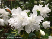 - Azalea 'Snow’ White Flowering Kurume Azalea - Mr Maple │ Buy Japanese Maple Trees