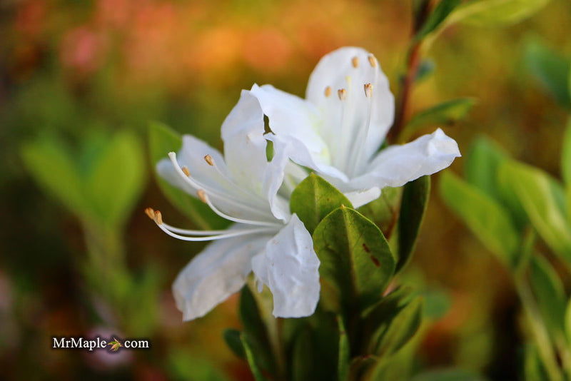 - Azalea 'Snow’ White Flowering Kurume Azalea - Mr Maple │ Buy Japanese Maple Trees