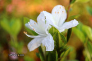 - Azalea 'Snow’ White Flowering Kurume Azalea - Mr Maple │ Buy Japanese Maple Trees