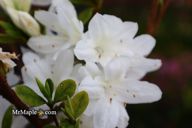- Azalea 'Snow’ White Flowering Kurume Azalea - Mr Maple │ Buy Japanese Maple Trees