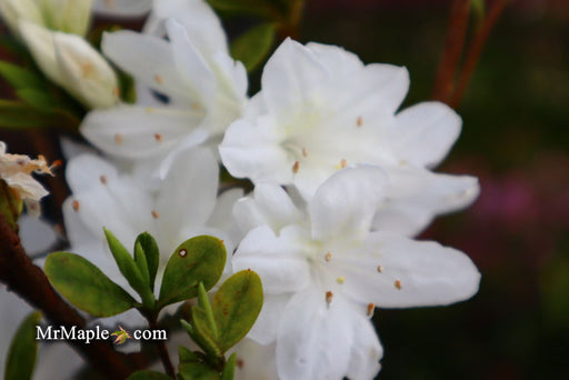 - Azalea 'Snow’ White Flowering Kurume Azalea - Mr Maple │ Buy Japanese Maple Trees
