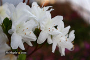 - Azalea 'Snow’ White Flowering Kurume Azalea - Mr Maple │ Buy Japanese Maple Trees