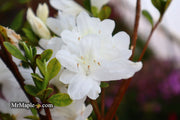 - Azalea 'Snow’ White Flowering Kurume Azalea - Mr Maple │ Buy Japanese Maple Trees
