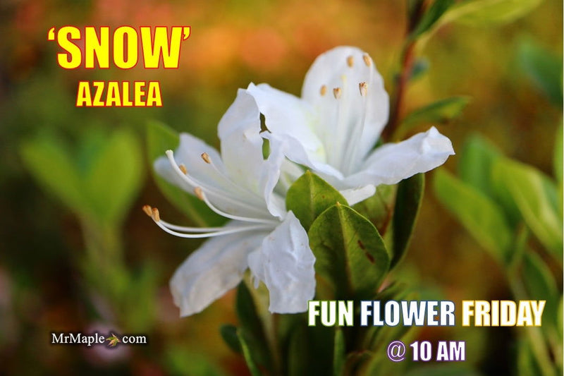 - Azalea 'Snow’ White Flowering Kurume Azalea - Mr Maple │ Buy Japanese Maple Trees