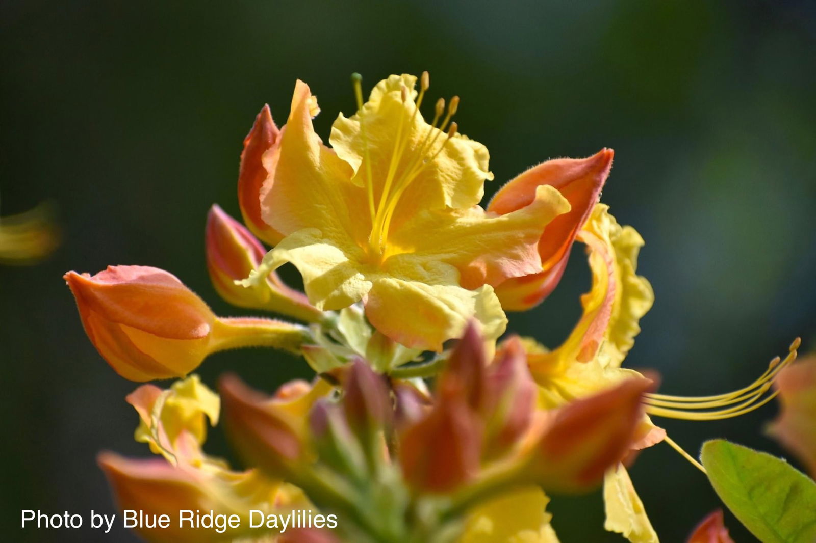 Buy Rhododendron 'Solar Flare'™ Native Flame Azalea — Mr Maple