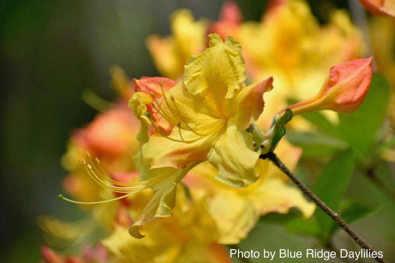- Azalea 'Solar Flare’ Sunbow® Native Flame Azalea - Mr Maple │ Buy Japanese Maple Trees