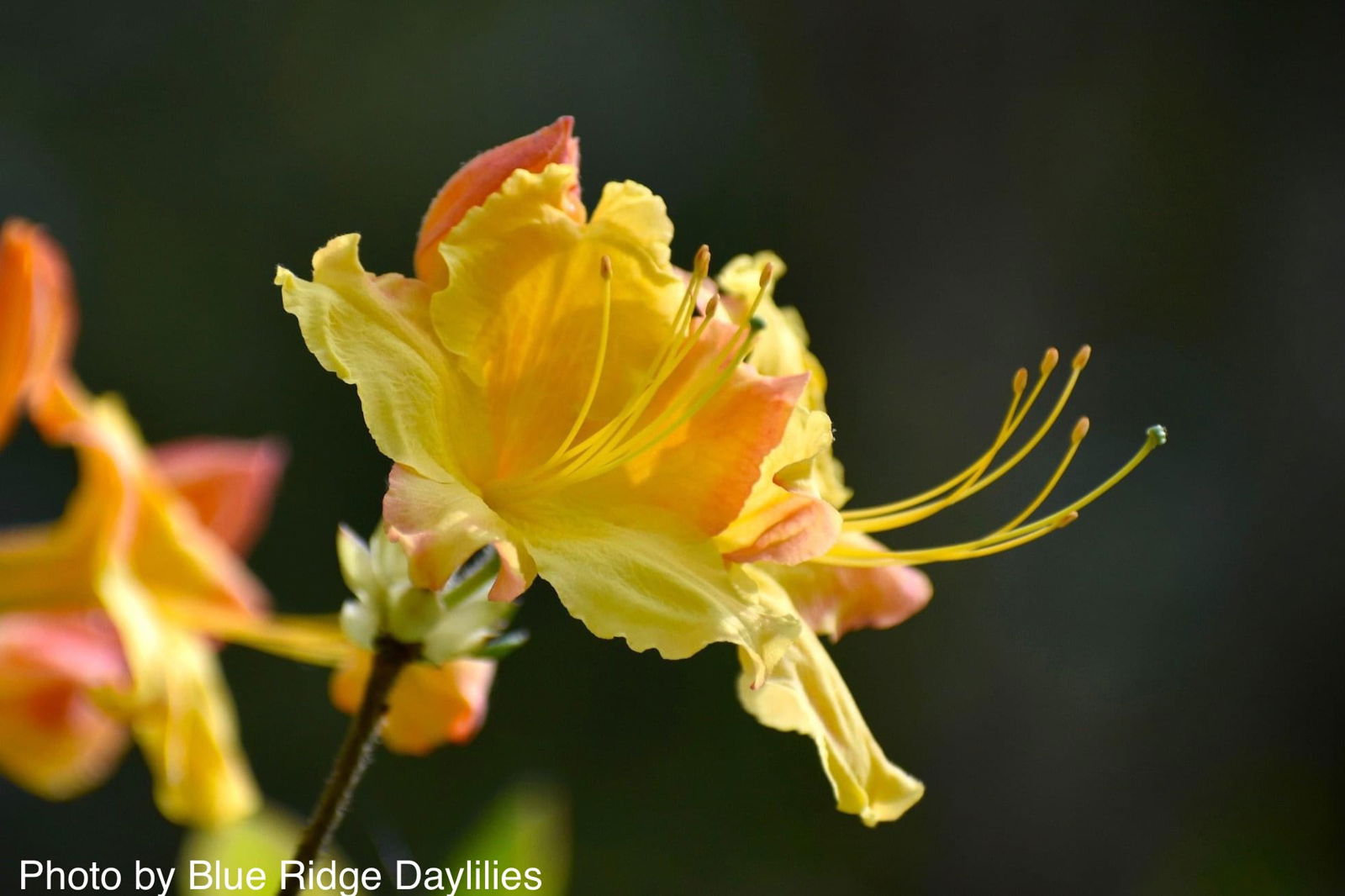 Buy Rhododendron 'Solar Flare'™ Native Flame Azalea — Mr Maple