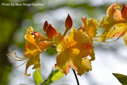 - Azalea 'Solar Flare’ Sunbow® Native Flame Azalea - Mr Maple │ Buy Japanese Maple Trees