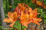 - Azalea 'Solar Glow’ Sunbow® Native Flame Azalea - Mr Maple │ Buy Japanese Maple Trees